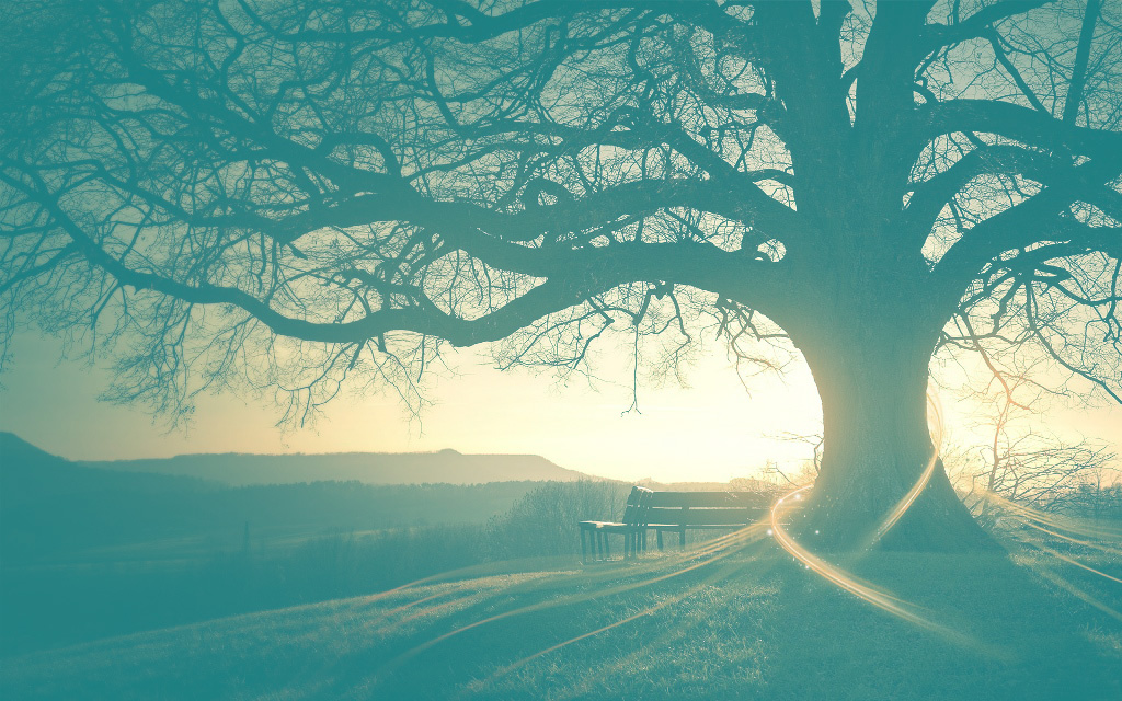 ArborCuts Tree Services Tairua Coromandel New Zealand